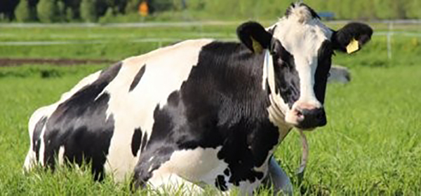 Голштинская (голштино-фризская) молочная порода коров 