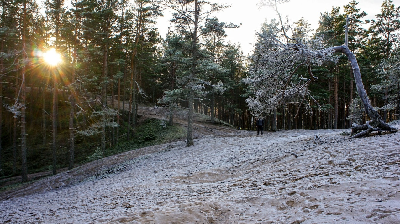 Лесопарк малые сопки. Приморский лес. Приморск сопки. Приморск лес.