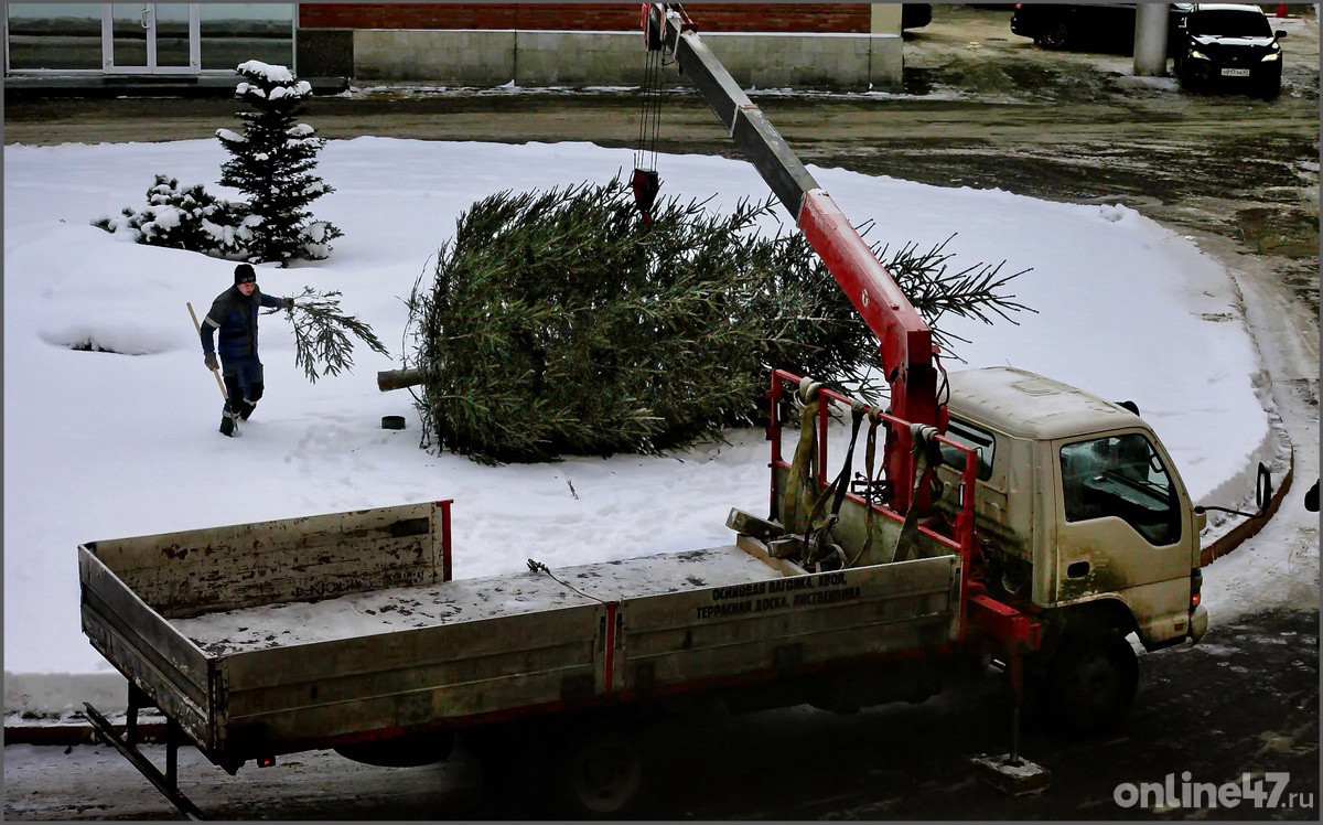 Установка новогодней ёлки во дворе здания правительства Ленинградской области.   Фото Анастасия Илюшина