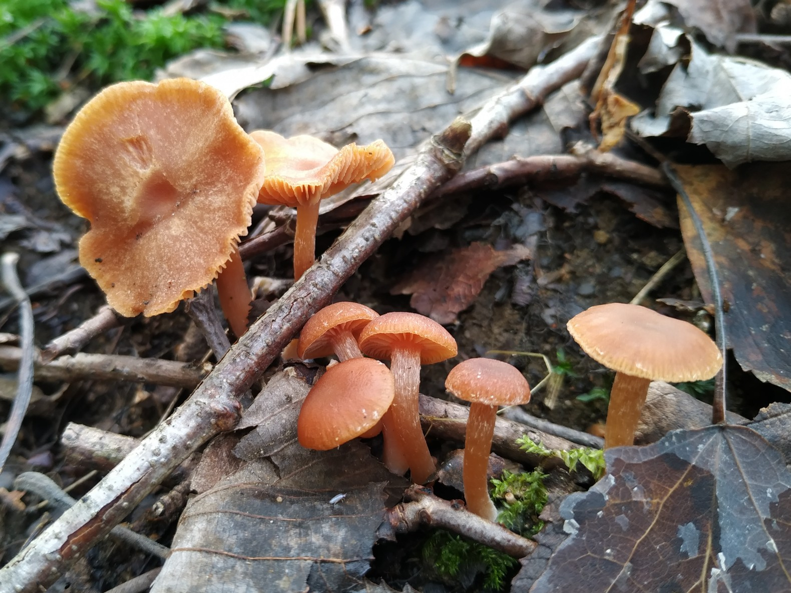 Весенние съедобные грибы фото и название. Съедобный гриб Подмосковья опята. Весенние грибы в Подмосковье съедобные. Лесные опята съедобные. Весенние грибы Ленинградской области.