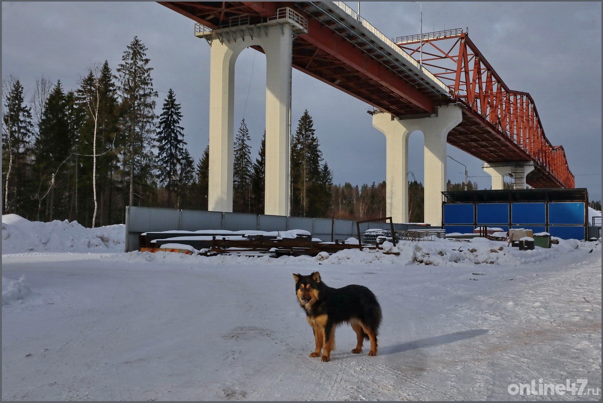 Строительство моста через реку Свирь в Подпорожье