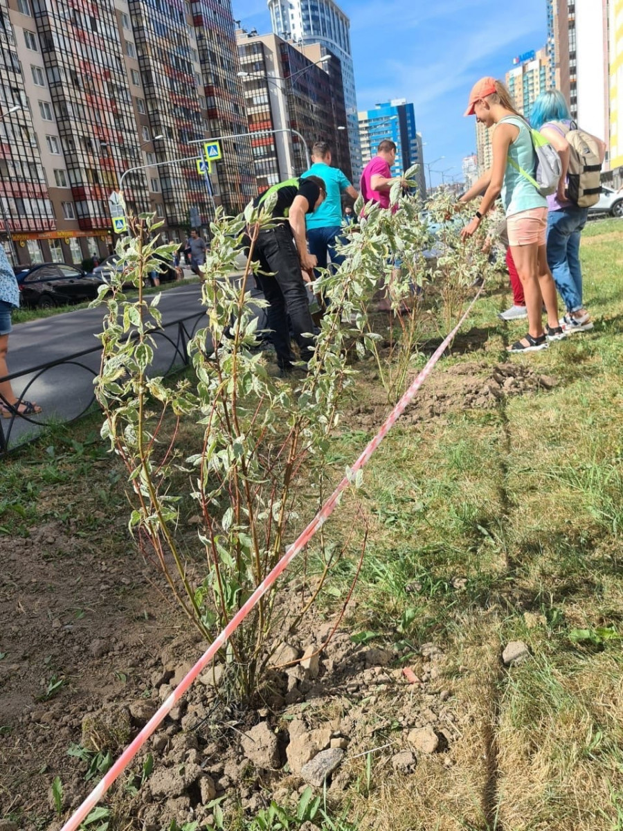 На Европейском проспекте и Пражской улице в Кудрово высадили 40 растений |  06.07.2021 | ЛенОбласть - БезФормата