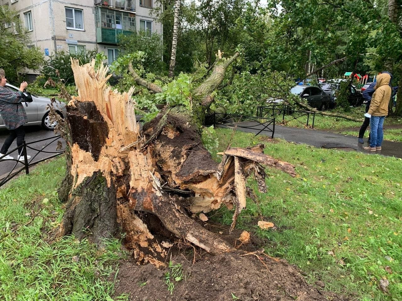 На улице Ольги Форш на припаркованный автомобиль из-за ветра упало дерево |  03.09.2021 | ЛенОбласть - БезФормата