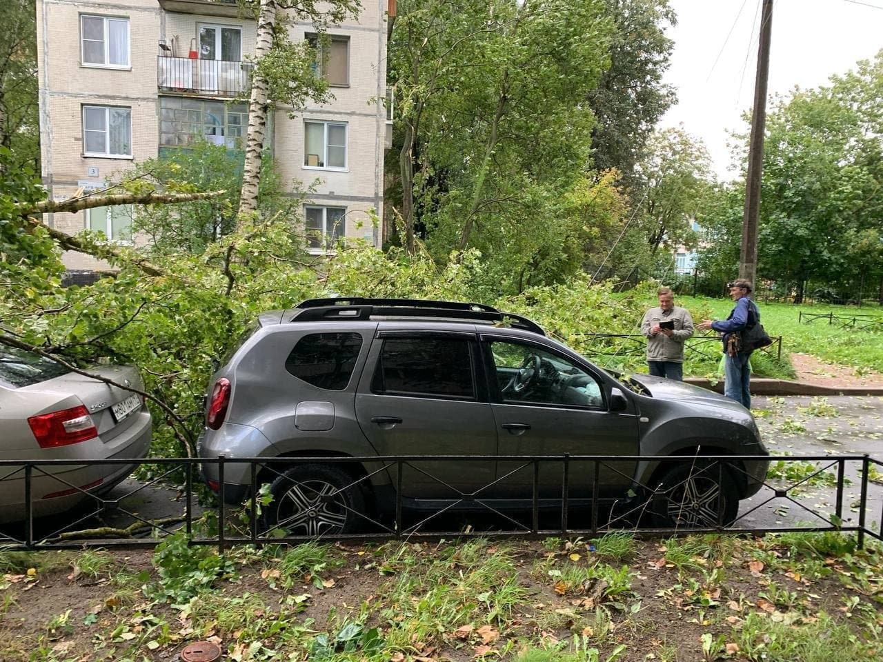 На улице Ольги Форш на припаркованный автомобиль из-за ветра упало дерево |  03.09.2021 | ЛенОбласть - БезФормата