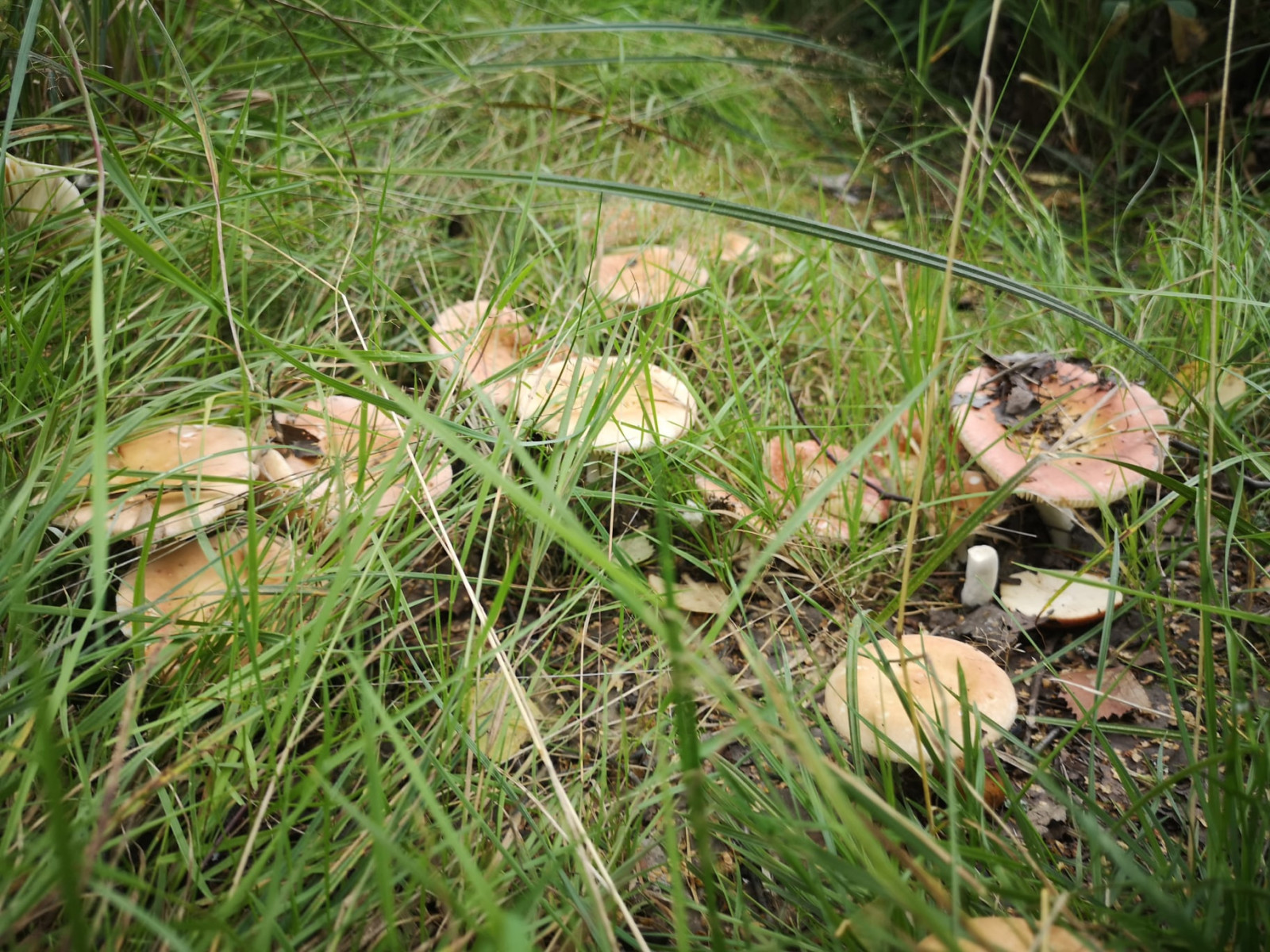 Волновые грибы