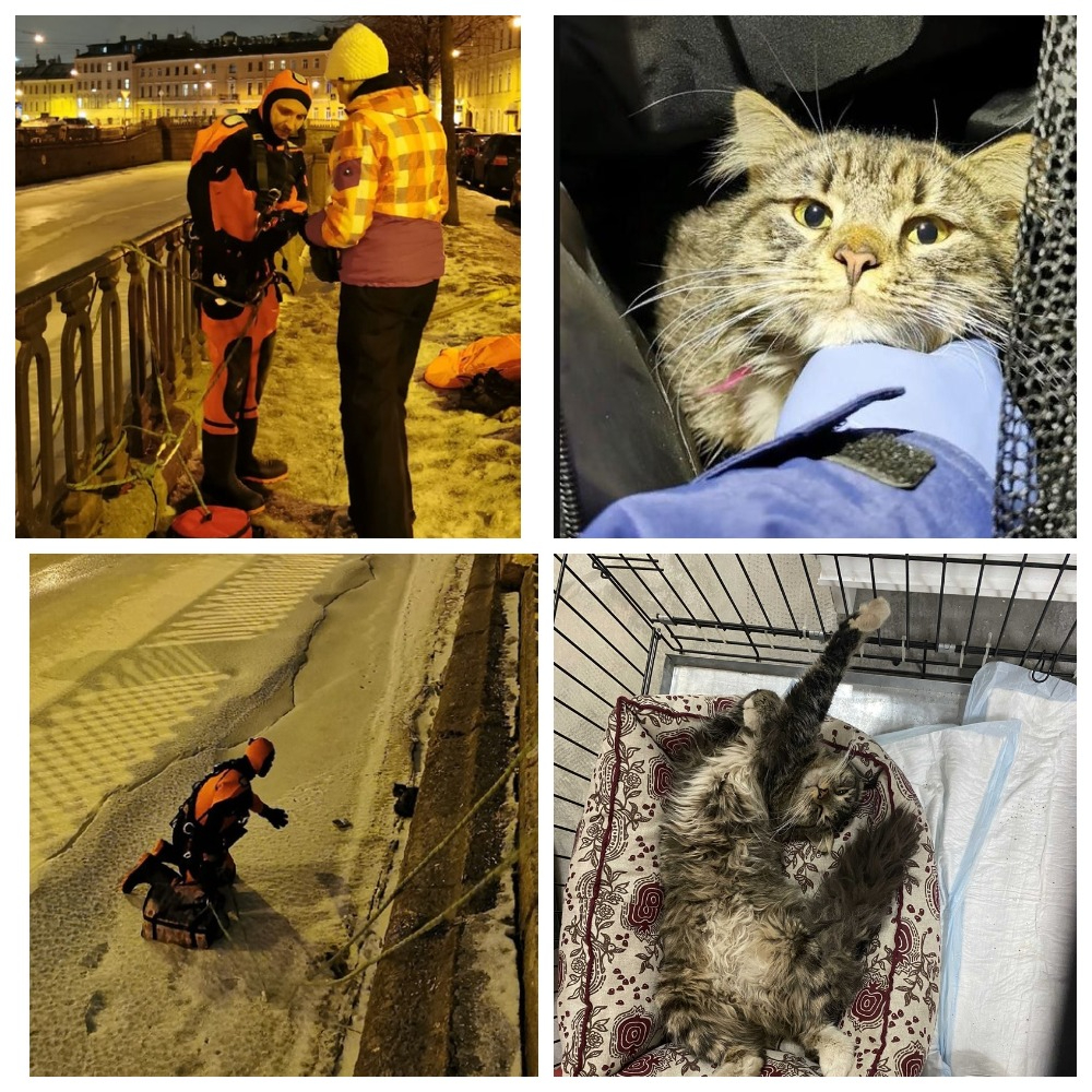Кот волонтер. Спасать котика волонтеры. Тёплые коты волонтеры. Волонтер с котами. Спасение кота в Нижнем Новгороде.