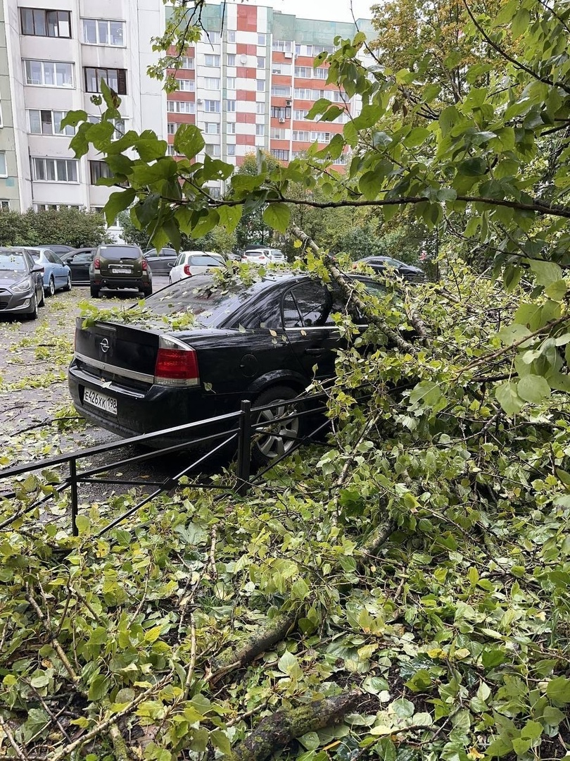 В Петербурге из-за ненастной погоды деревья обрушились на припаркованные  машины | Online47.ru