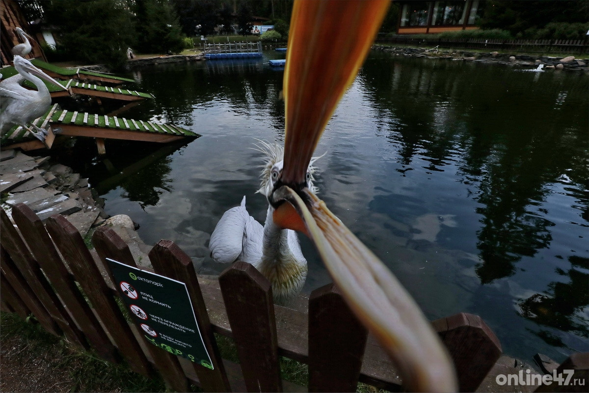 Всесезонный курорт «Охта парк»