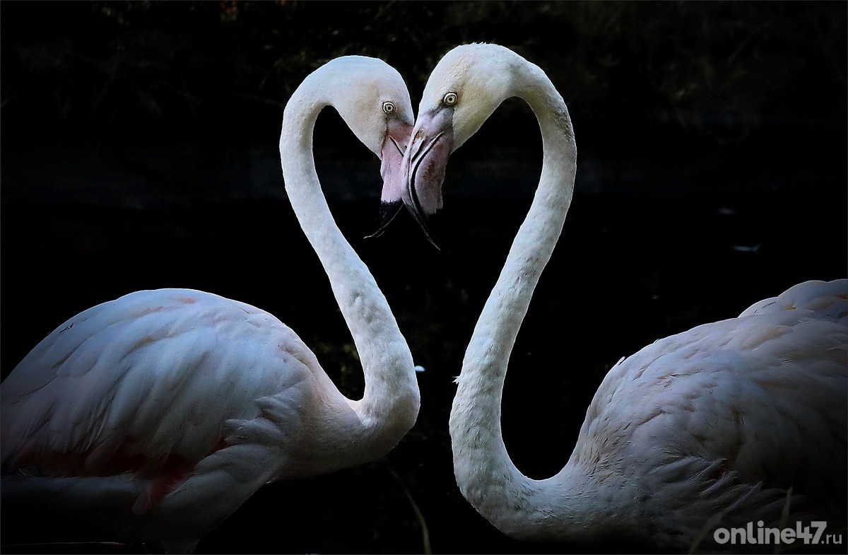 Всесезонный курорт «Охта парк»
