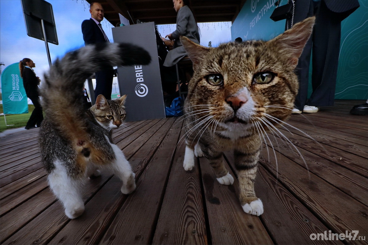 Инвестиционный форум BRIEF 25