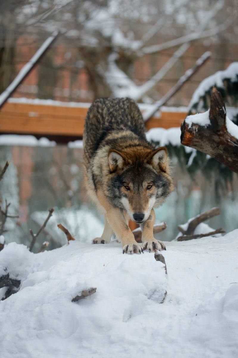 Волки в Ленинградском зоопарке наслаждаются морозами | Online47.ru