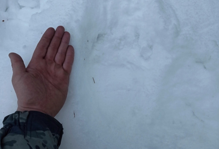 В Нижне-Свирском заповеднике обнаружены следы медведя, в первый раз вышедшего из берлоги после зимы