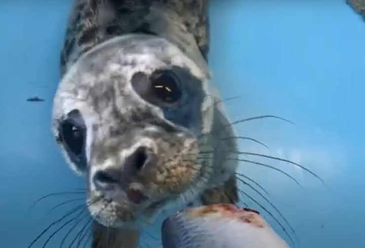 Видео: спасенный в Усть-Луге тюлененок ест селедку и набирается сил