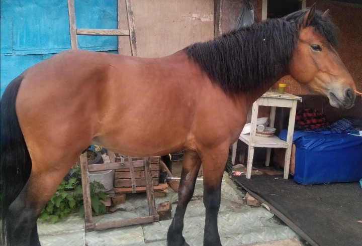 Неизвестные «угнали» коня в деревне Заневка