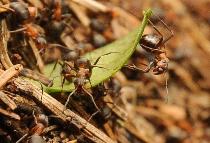 «Майская суета»: Александр Дрозденко показал муравьев-тружеников в лесах Ленобласти
