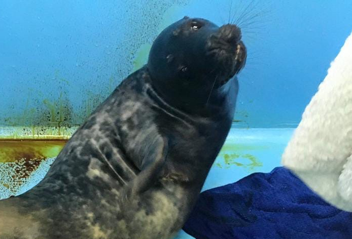 Найденный у Выборгского залива тюленёнок "с поплавком" пошел на поправку