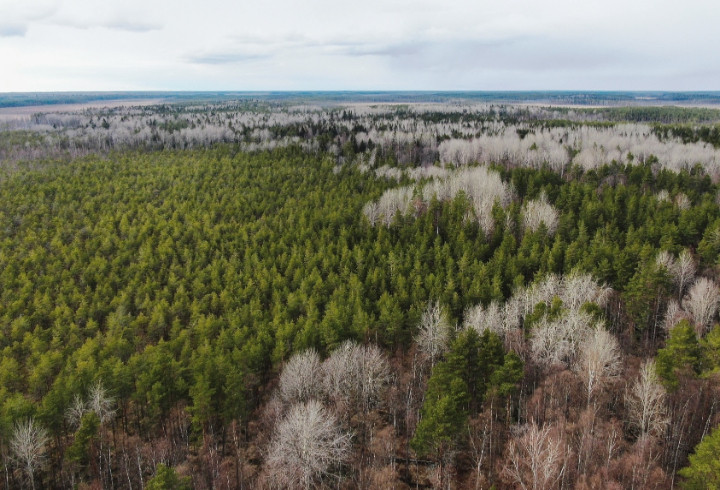 Сотрудники Нижне-Свирского заповедника показали, как будут выглядеть лиственные леса этим летом