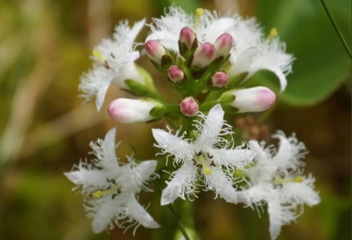 «Маяки заповедных болот»: сотрудники Нижне-Свирского заповедника показали белые цветы вахты