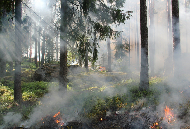Ущерб лесному фонду от пожаров в Новосибирской области составил более 4 млн рублей