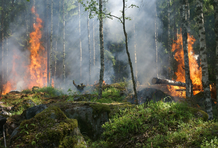 В Выборгском районе горят 43 гектара леса рядом с воинской частью – что известно к этому часу