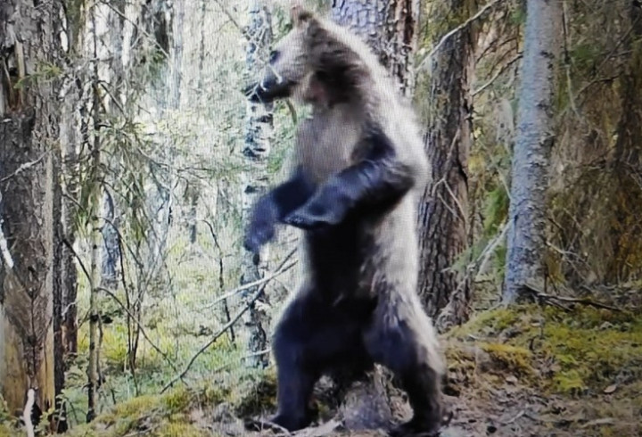 Медведь в Нижне-Свирском заповеднике у чесального дерева станцевал ламбаду