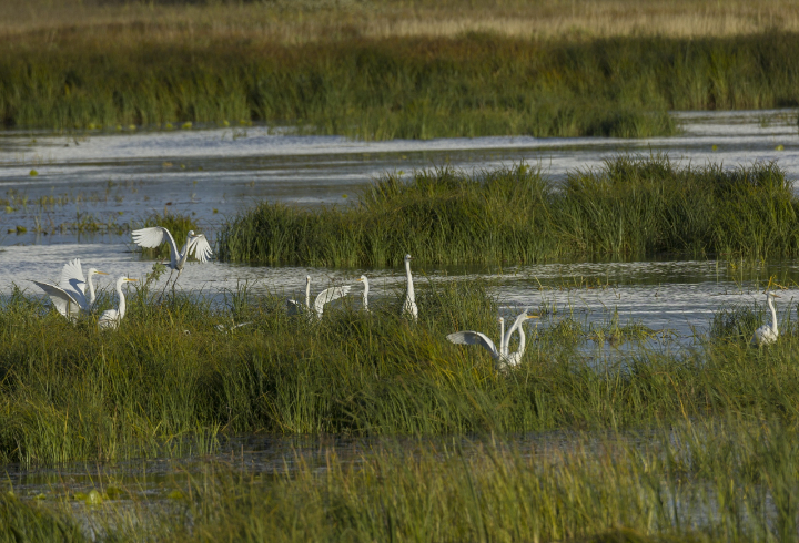 Стаю больших белых цапель заметили на территории Нижне-Свирского государственного заповедника