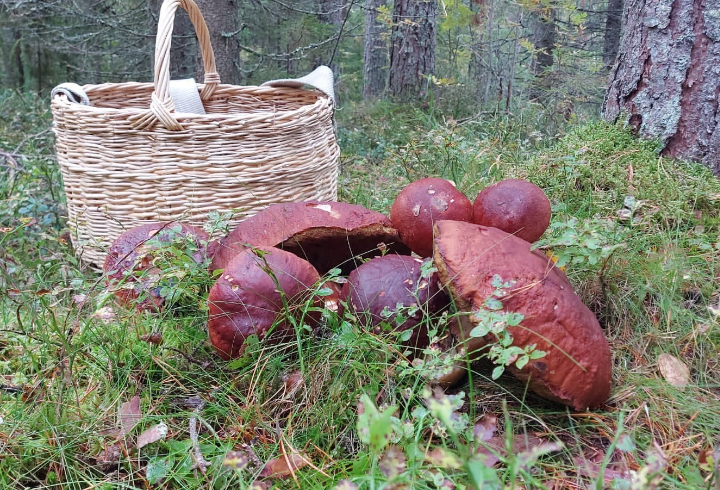 Гигантские грибы нашли в лесу в Тихвинском районе