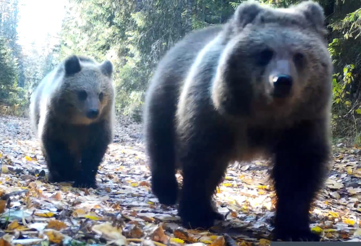 В фотоловушку Нижне-Свирского заповедника попало медвежье семейство во время осенней прогулки
