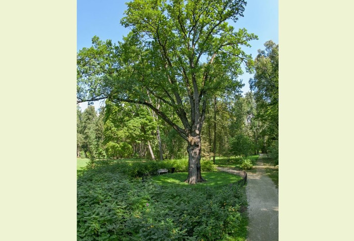 Ленинградцы могут поддержать Тургеневский дуб на международном конкурсе «Европейское дерево года 2022»