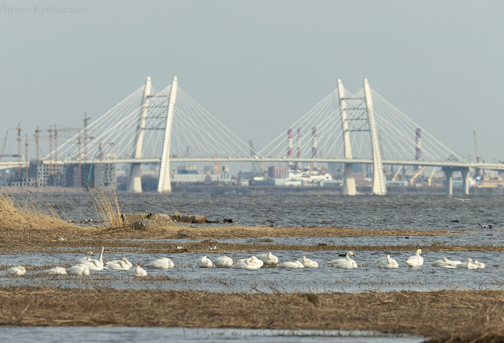 Тундровые лебеди покинули Петербург и отправились в Нарьян-Мар
