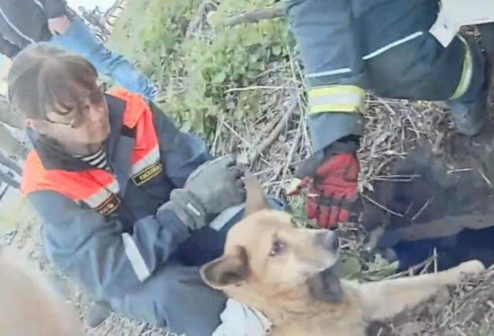 На Объездном шоссе в Петербурге спасли собаку, брошенную умирать под бетонными плитами