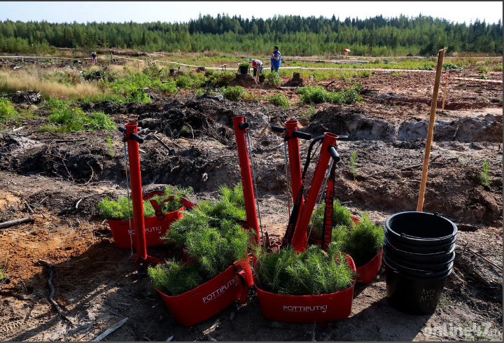 Николай Волчуга: Ленобласть занимает лидирующие позиции в России по лесовосстановлению