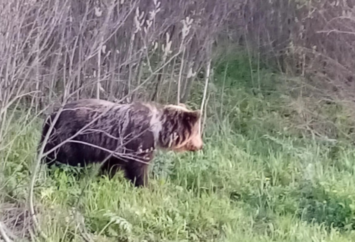 Медведя заметили в лесах под Гатчиной