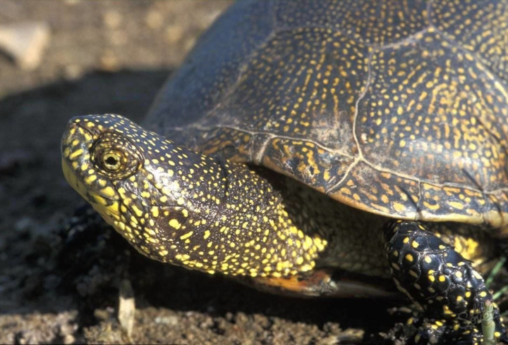 В Петербурге из-за жары болотные черепахи начали выползать из городских водоемов