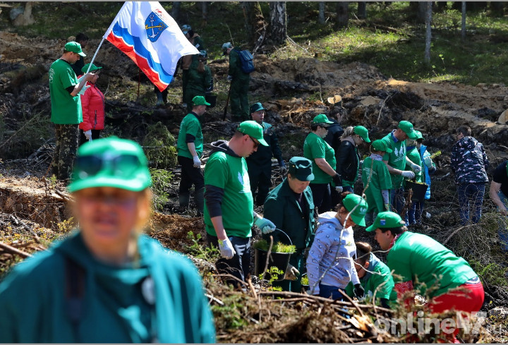 Добровольцы Ленобласти высадят молодые саженцы сосны и ели в рамках акции «Сохраним лес»