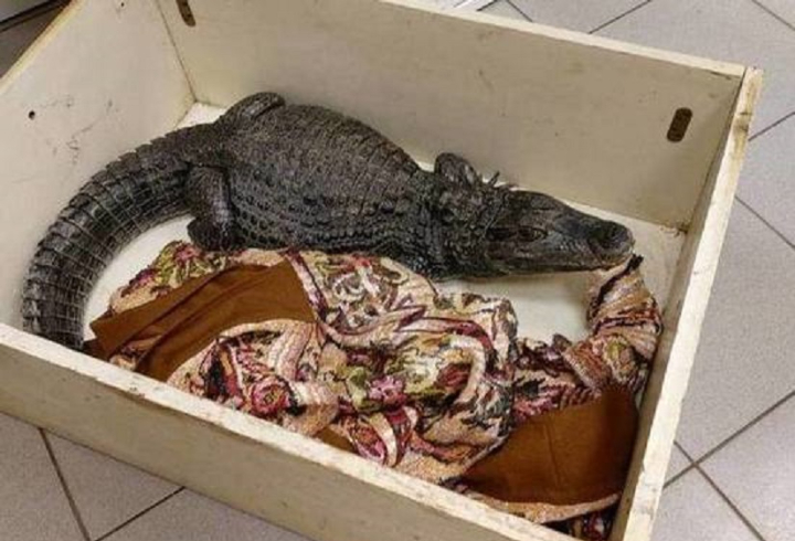 Беременная самка крокодила стала пациентом ветклиники под Волховом