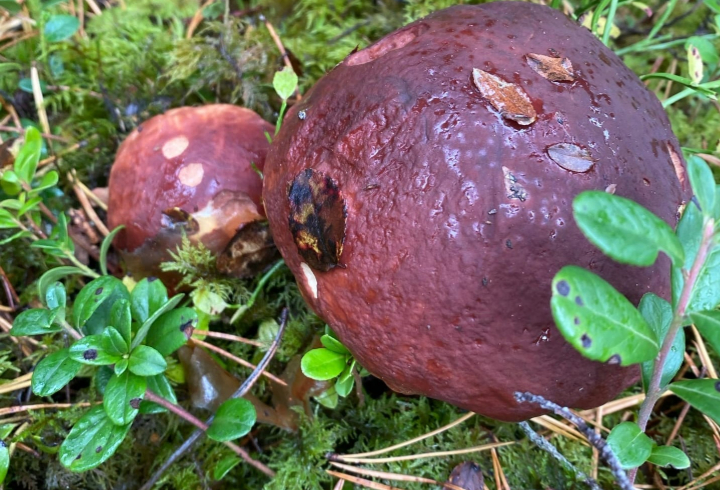 Белые и опята: любители лесных впечатлений раскрывают грибные места
