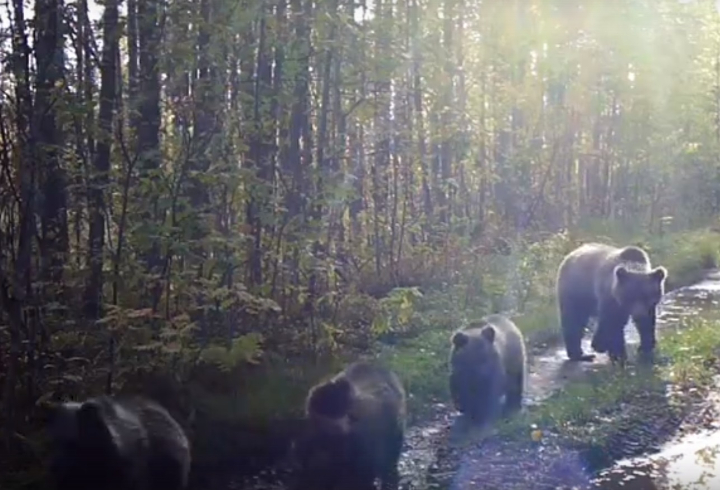 Многодетное медвежье семейство попало в объектив фотоловушки Нижне-Свирского заповедника