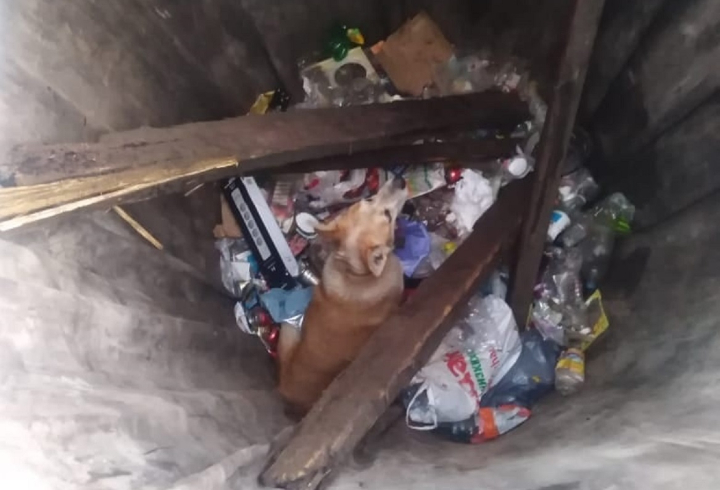 В Лодейном Поле спасли собаку, упавшую в мусорный контейнер