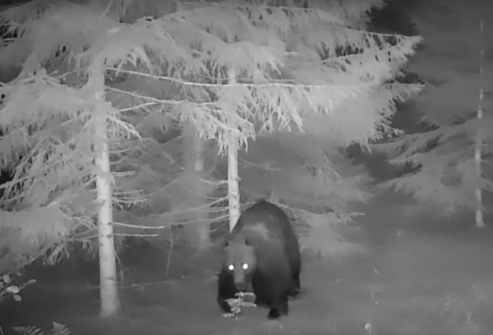 «Танцующий» медведь попал в объектив фотоловушки в Нижне-Свирском заповеднике
