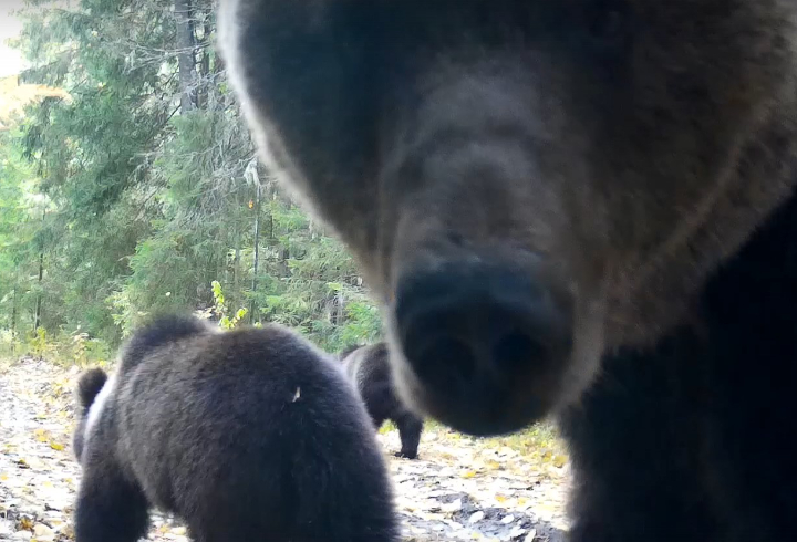 Любопытные медведь и лось крупным планом попали в фотоловушку Нижне-Свирского заповедника