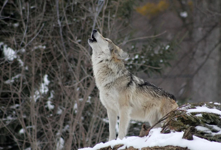 Фотоловушки Нижне-Свирского заповедника «поймали» упитанных волков в зимнем лесу