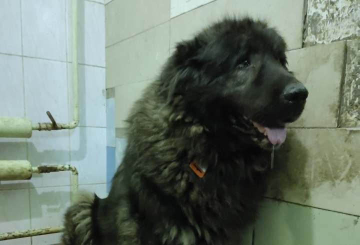 Волонтеры из Кировска спасли собаку, которая неделю просидела в запертой квартире без еды и воды