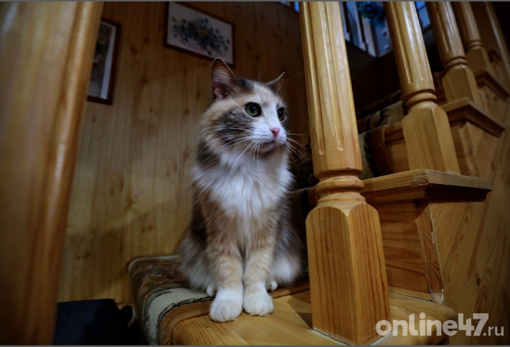 Неизвестный живодер расчленил кота и использовал останки для приманки к капкану в Павловске