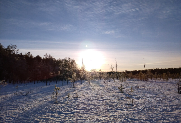 Нижне-Свирский заповедник поделился зимними красотами морозного дня на болоте