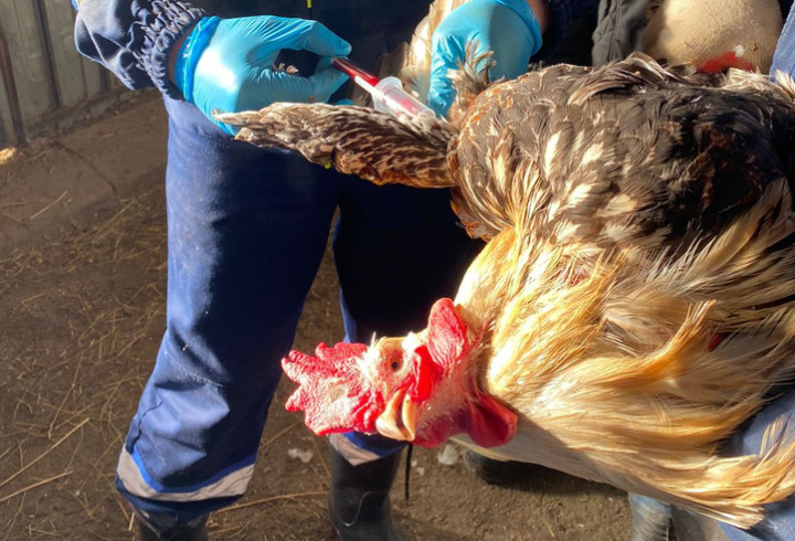 Госветслужба Ленобласти проводит профилактику птичьего гриппа в регионе