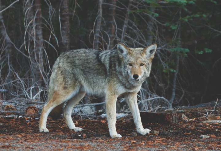 Санитар леса на прогулке: под Петербургом засняли волка