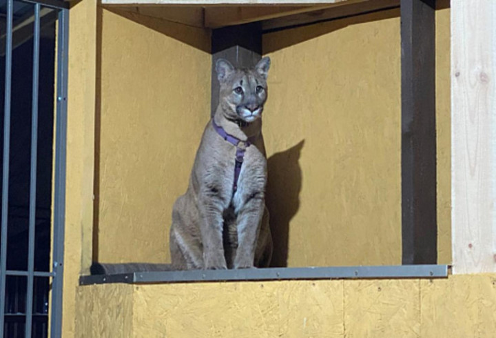 Пума Амадеус из Прилесного переехала в хоспис для крупных кошек под Выборгом
