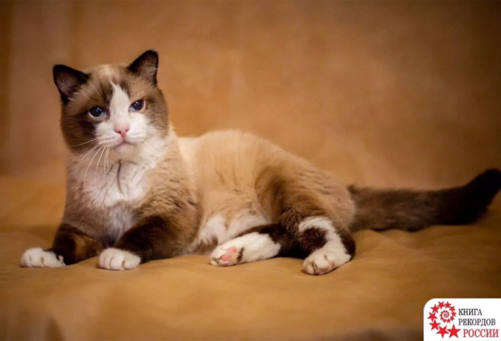 В Тюмени умер самый старый сиамский кот России