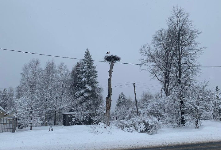 Аисты вернулись и пережидают циклон: Александр Дрозденко показал попавших под снегопад птиц